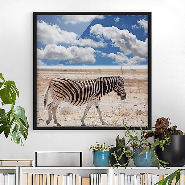 Bild mit Rahmen - Quadrat Zebra in der Savanne günstig online kaufen