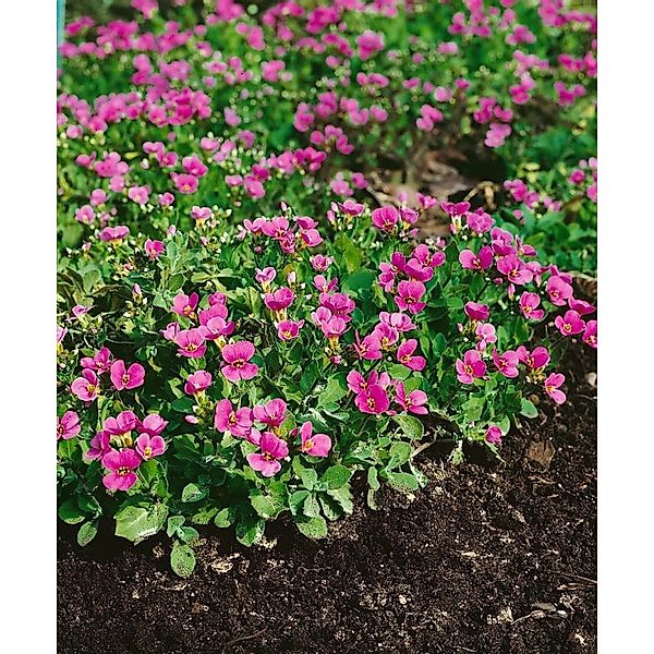 Arabis X Arendsii Hedi Gänsekresse Rosa Blüten Ca. 9x9 cm Topf günstig online kaufen