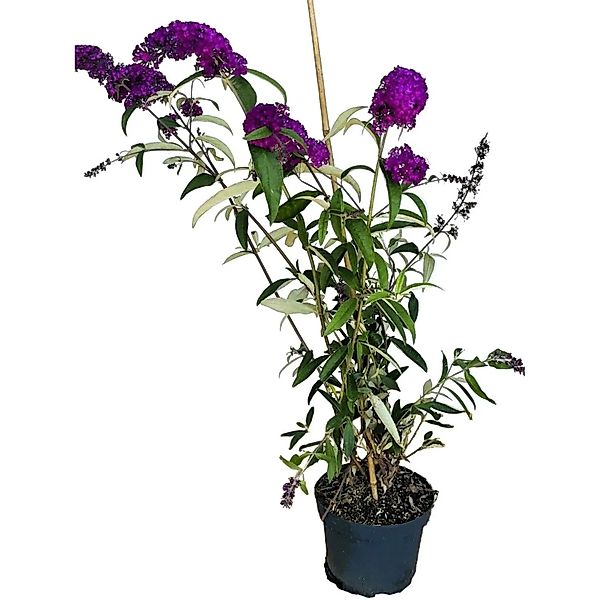 Baumfink Sommerflieder Royal Red als Topfpflanze 60-100cm günstig online kaufen