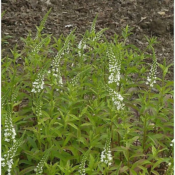 Spanischer Felberich - Lysimachia ephemerum günstig online kaufen