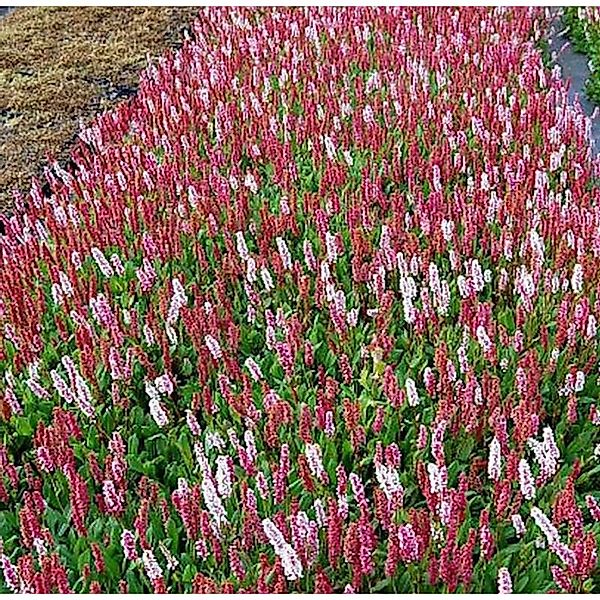 Schneckenknöterich Dimity - Persicaria affinis günstig online kaufen