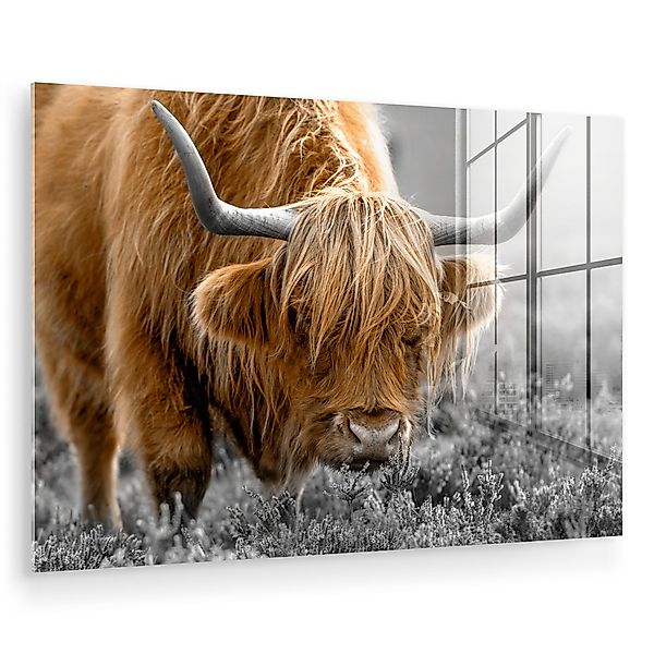 MuchoWow Acrylglasbild Schottischer Highlander - Tiere günstig online kaufen