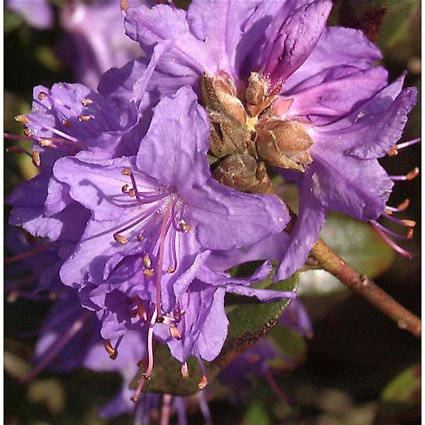 Kriech und Zwerg Rhododendron 25-30cm - Rhododendron radistrotum günstig online kaufen