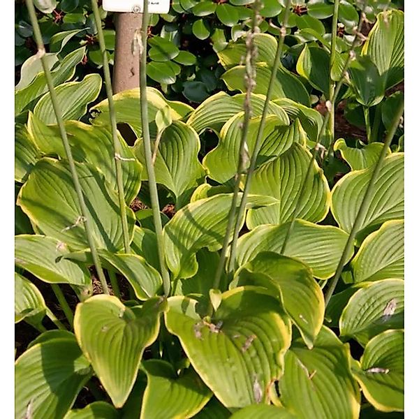Funkie Abba Dabba Do - Hosta cultorum günstig online kaufen