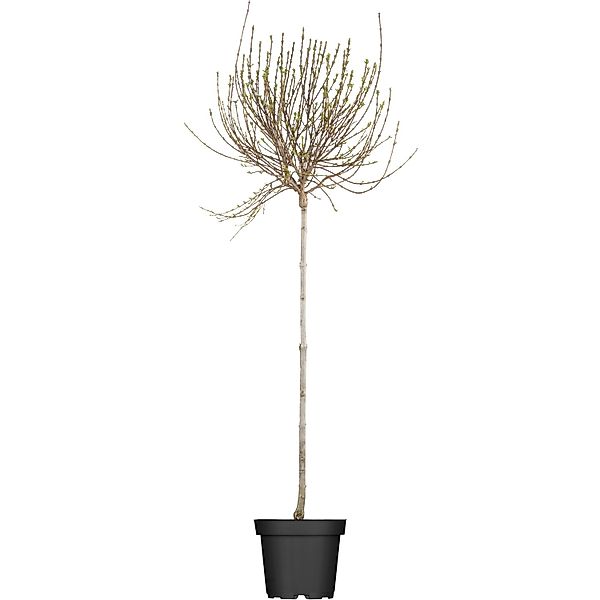 OBI Afghanischer Flieder Lila Höhe ca. 50 - 60 cm Topf ca. 3,5 l Syringa günstig online kaufen
