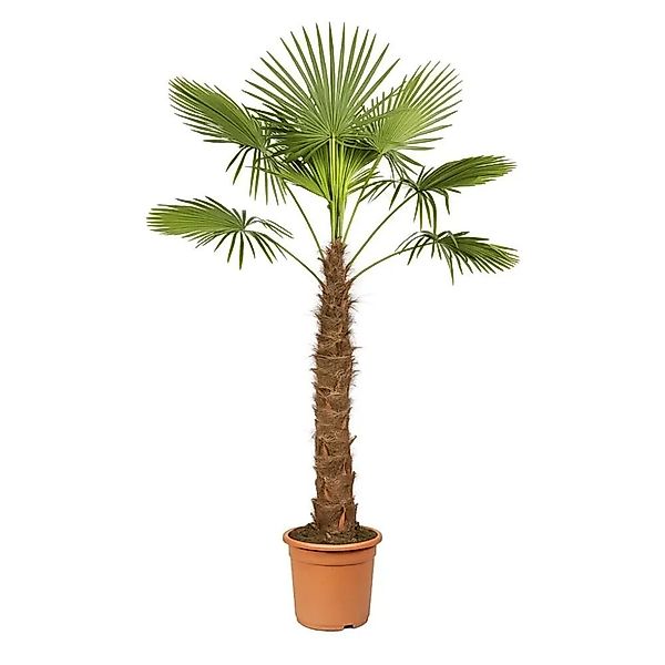 Exotenherz Chinesiche Hanfpalme Trachycarpus Fortunei 40cm Topf 180-200cm H günstig online kaufen