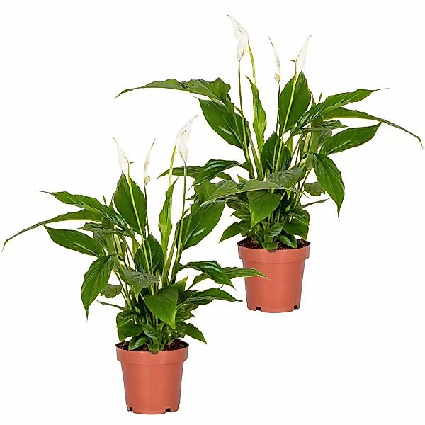 Casa Caron | Satz von 2 Spathiphyllum Torelli günstig online kaufen