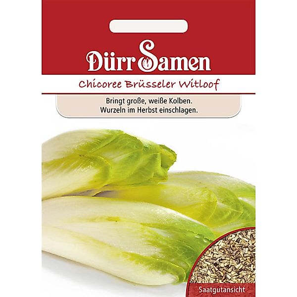 Dürr Samen Chicoree Brüsseler Witloof Saatgut günstig online kaufen
