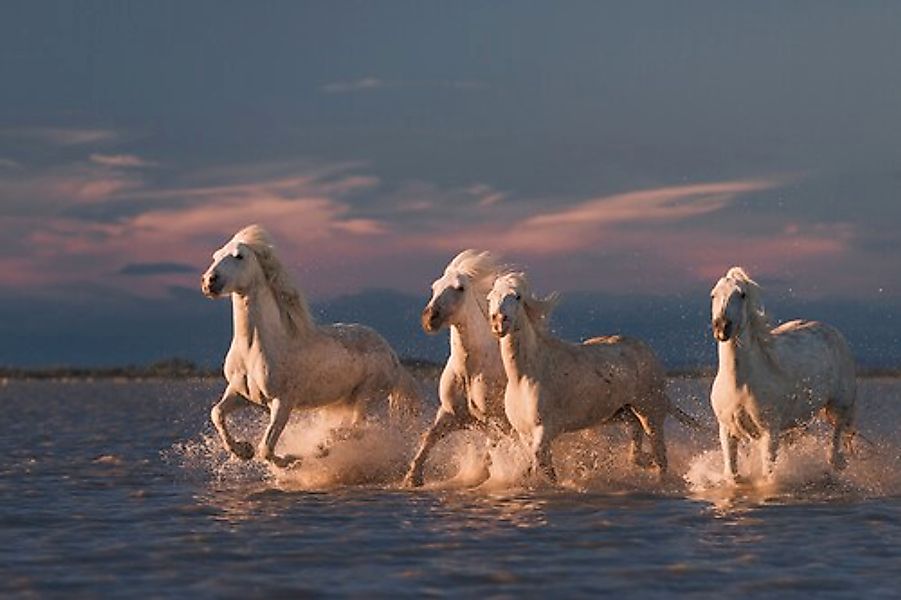 Papermoon Fototapete »Photo-Art ROSTOVSKIY ANTON, ANGELS VON CAMARGUE« günstig online kaufen