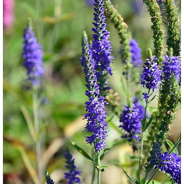 Polsterveronika Ulster Blue Dwarf - Veronica spicata günstig online kaufen