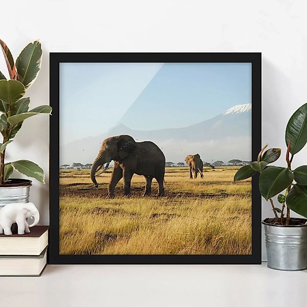 Bild mit Rahmen - Quadrat Elefanten vor dem Kilimanjaro in Kenya günstig online kaufen