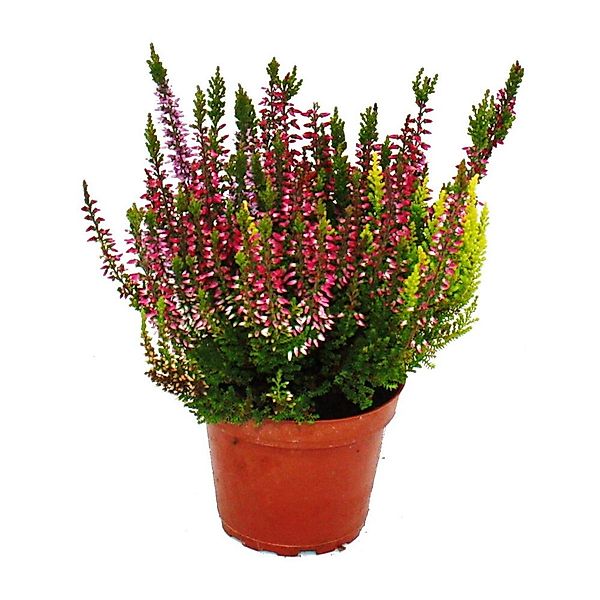 Exotenherz Mehrfarbige Calluna Vulgaris Set mit 3 Pflanzen Besenheide Heide günstig online kaufen