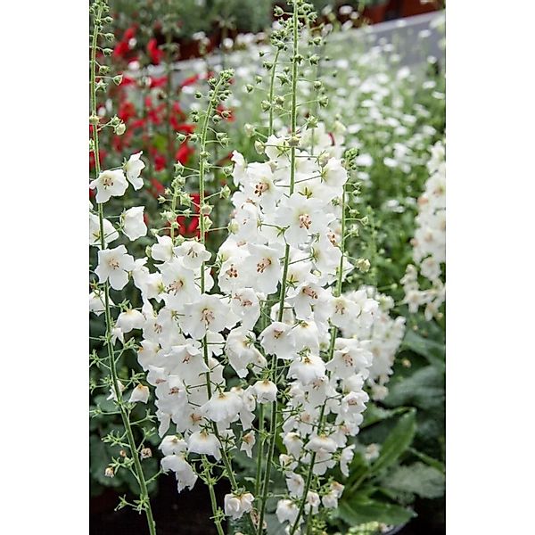 Verbascum Phoeniceum Flush Of White Purpur Königskerze Ca. 9x9 cm Topf günstig online kaufen