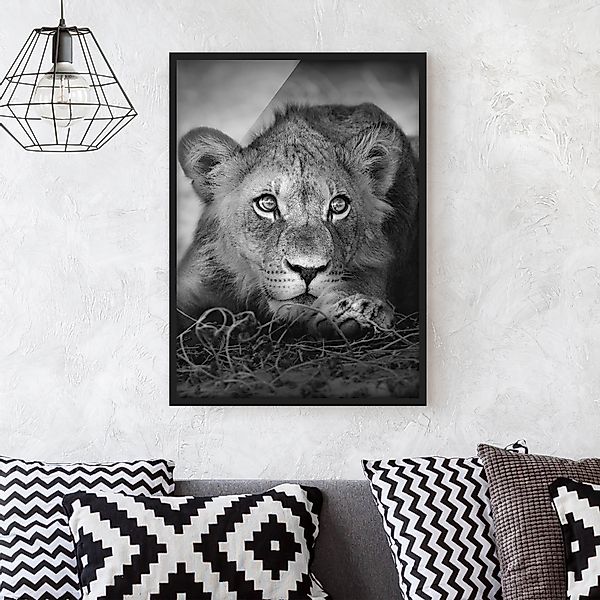 Bild mit Rahmen - Hochformat Lurking Lionbaby günstig online kaufen