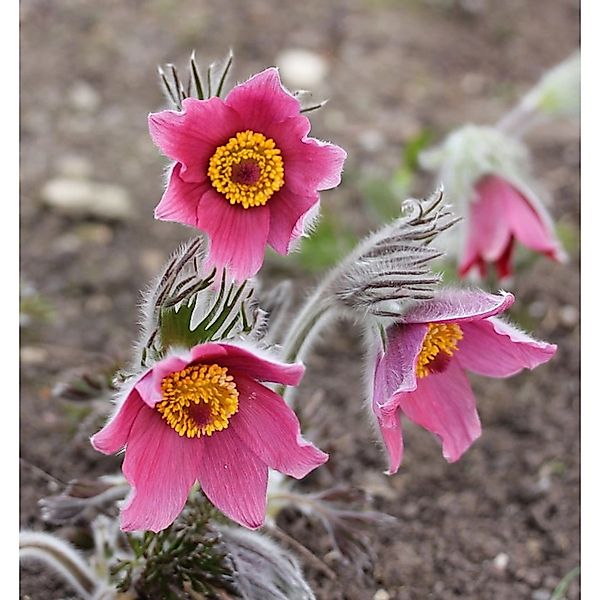 Küchenschelle Rubra - Pulsatilla vulgaris günstig online kaufen