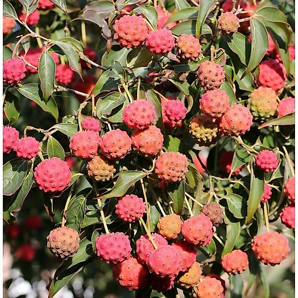 Japanischer Blumenhartriegel Claudia 40-60cm - Cornus kousa günstig online kaufen