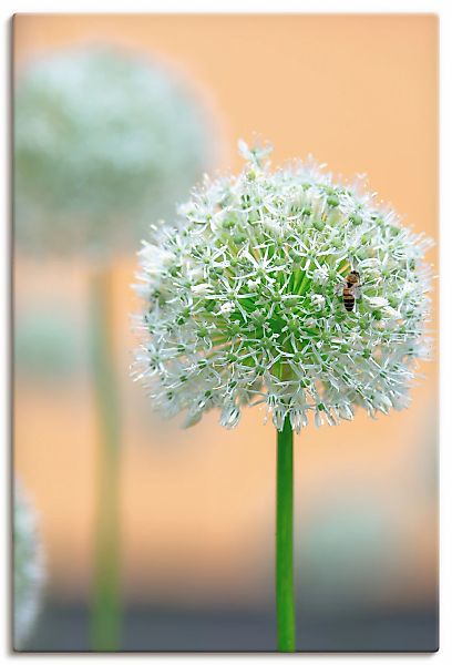 Artland Wandbild "Großer Allium in Pastell" Blumen 1 Stk. tlg. auf Holzrahm günstig online kaufen