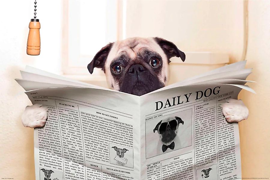 Papermoon Fototapete »Newspaper Dog« günstig online kaufen