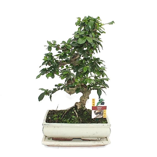 Exotenherz Zimmerpflanze Bonsai Fukientee - Carmona microphylla - ca. 10 Ja günstig online kaufen