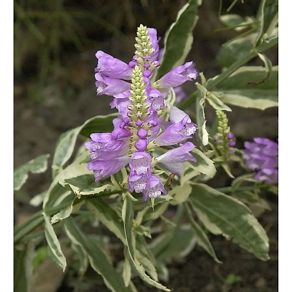 Gelenkblume Variegata - Physostegia virginiana günstig online kaufen