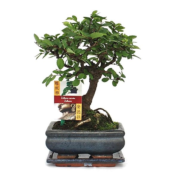 Exotenherz Zimmerpflanze Bonsai Chinesische Ulme - Ulmus parviflora - ca. 6 günstig online kaufen