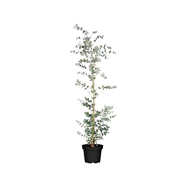 Eucalyptus Silver Dollar Eukalyptus Silberblau 60–80 cm günstig online kaufen