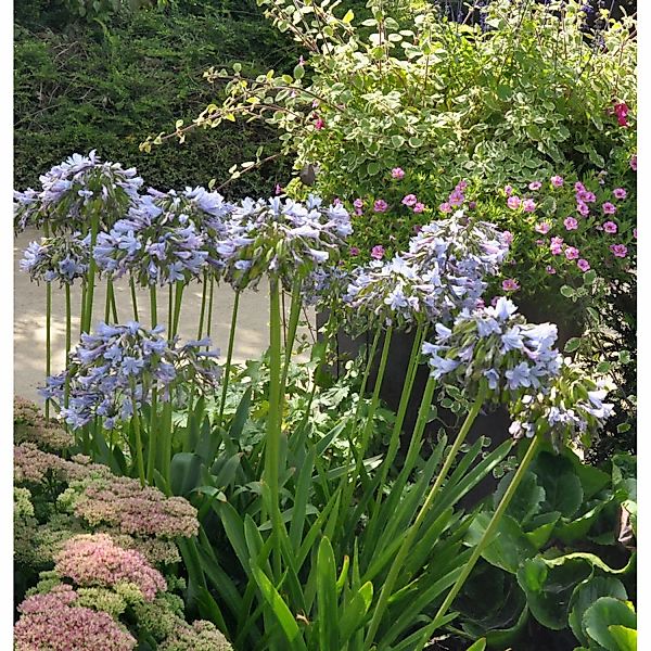 Liebesblume Schmucklilie Twister - Agapanthus africanus günstig online kaufen