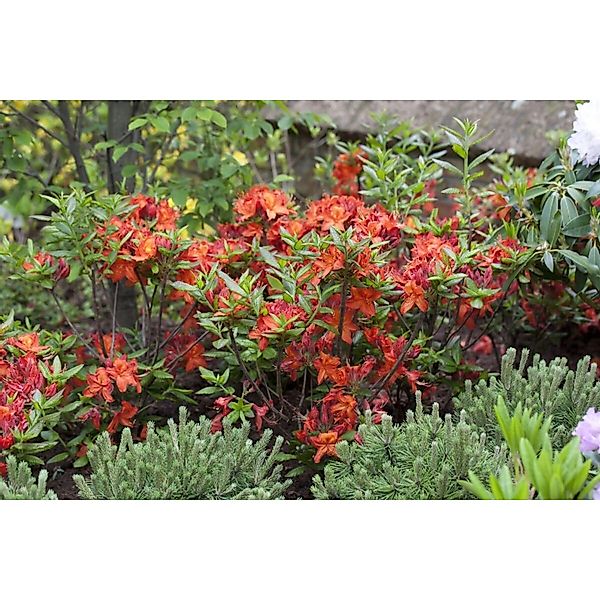 Rhododendron Luteum Parkfeuer Gelb-Orange 40–50 cm günstig online kaufen