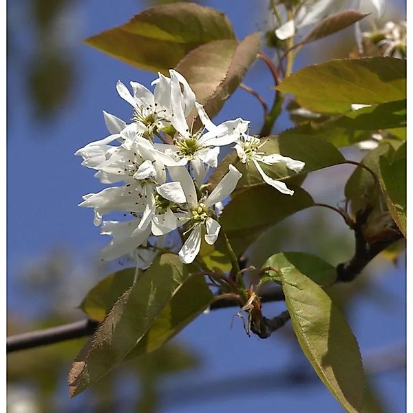 Felsenbirne Ballerina 80-100cm - Amelanchier günstig online kaufen