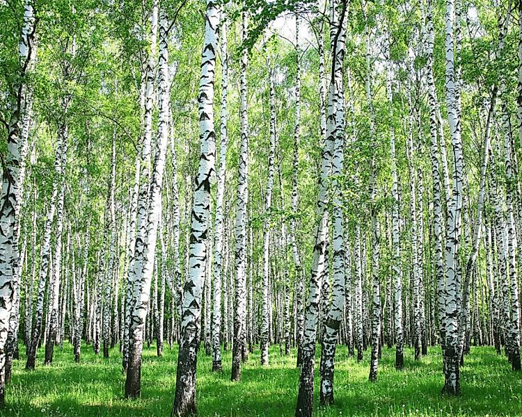 Fototapete "Birkenwald" 4,00x2,50 m / Glattvlies Perlmutt günstig online kaufen