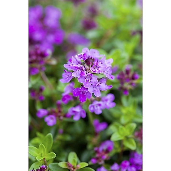 Thymus Serpyllum Coccineus Sand-Thymian Purpurrot Ca. 9x9 cm Topf günstig online kaufen
