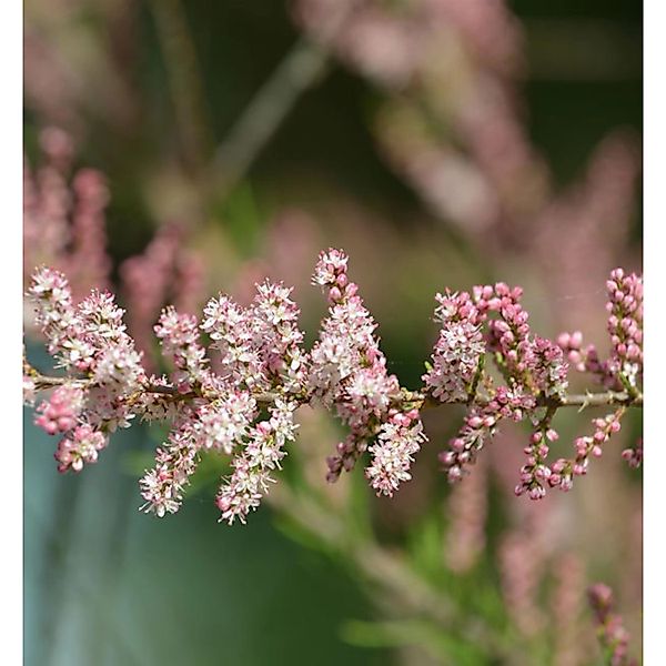 Kleinblütige Tamariske 100-125cm - Tamarix parviflora günstig online kaufen