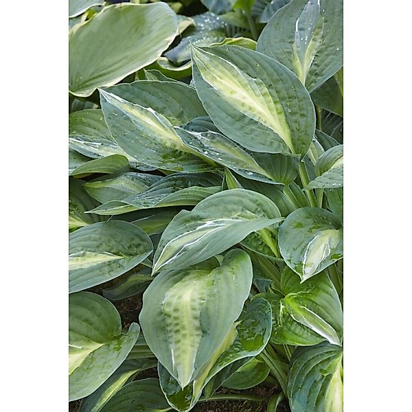 Hosta X Fortunei Striptease Funkie Ca. 11x11 cm Topf günstig online kaufen