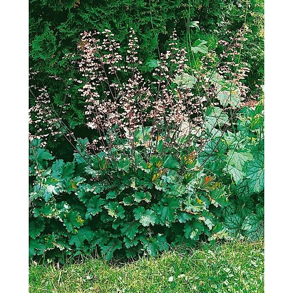 Heuchera X Brizoides Ebony And Ivory Purpurglöckchen Ca. 11x11 cm Topf günstig online kaufen