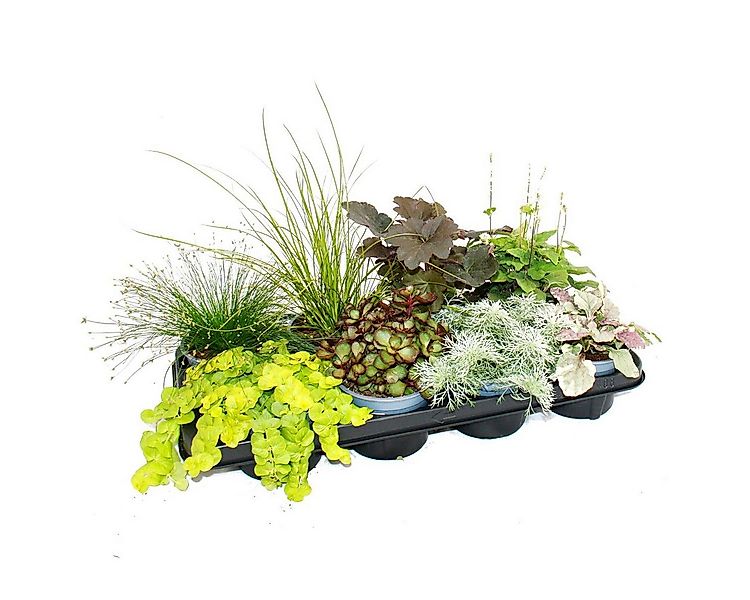 Exotenherz Beetpflanze Bunte Herbst-Stauden Mischung Herbstzauber 8 winterh günstig online kaufen