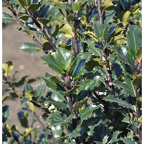 Amerikanischer Ilex Kleiner Pirat 30-40cm - Ilex meserveae günstig online kaufen