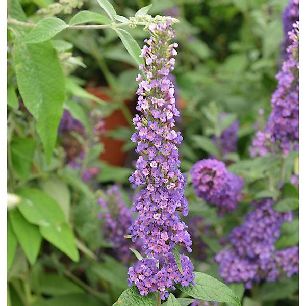 Sommerflieder Miss Violett 60-80cm - Buddleja günstig online kaufen