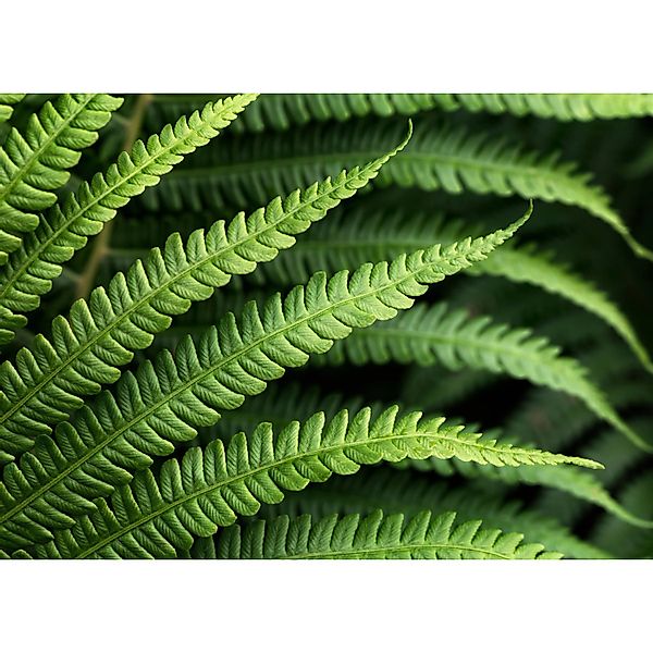 Komar Fototapete Vlies Farn  350 x 250 cm günstig online kaufen