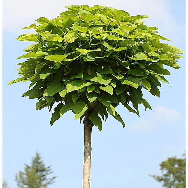 Hochstamm Trompetenbaum 100-125cm - Catalpa bignonioides günstig online kaufen