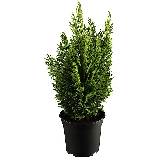 GROW by OBI Kegelzypresse Ellwood´s Empire Gelb Höhe ca. 20-30 cm Topf ca. günstig online kaufen