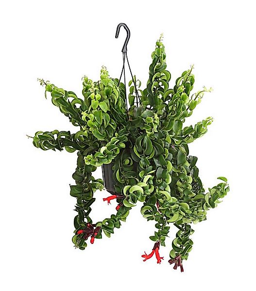 Dehner Zimmerpflanze Schamblume Rasta, Aeschynanthus lobbianus, 30-40 cm, Ø günstig online kaufen