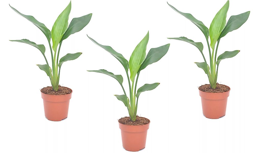 Perfect Plant | 3er Set Strelitzia Paradiesvogel Zimmerpflanzen günstig online kaufen
