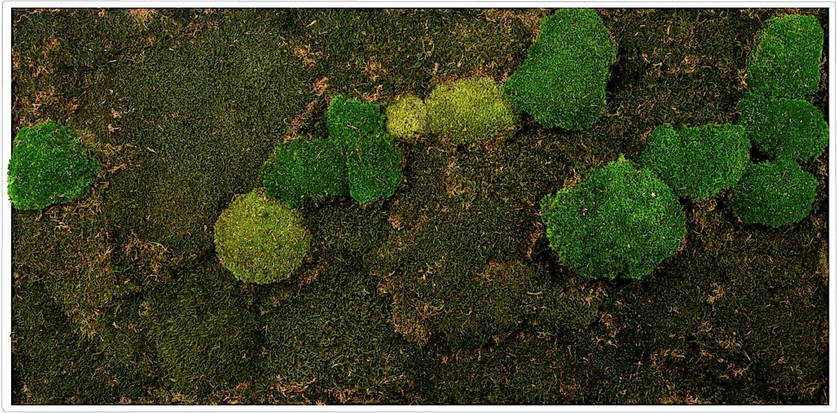 Bönninghoff Bild mit Rahmen »Mixmoos«, Natur, (1 St.), jedes Bild ein Unika günstig online kaufen