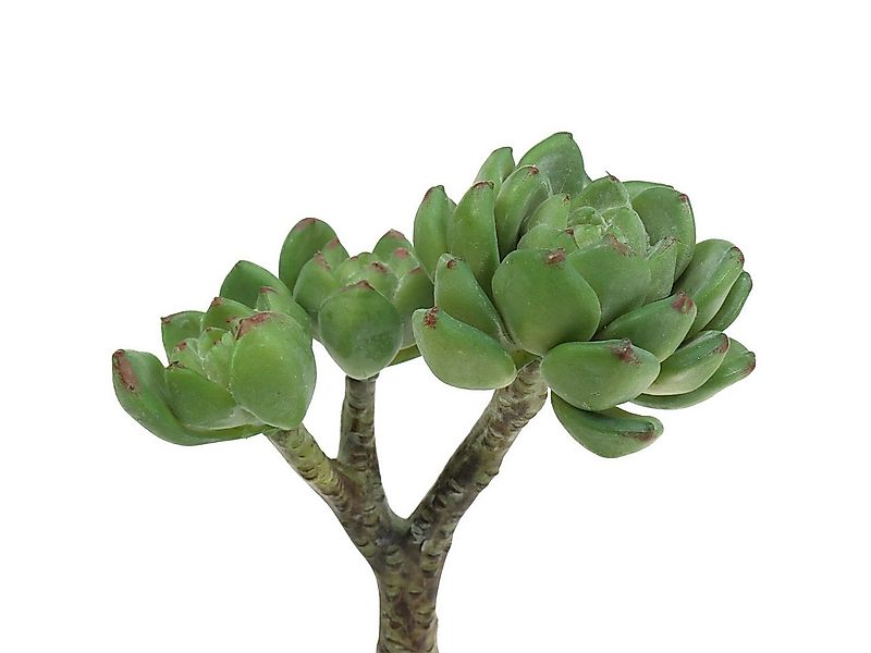 Kunstkaktus Sukkulente Echeveria künstlich Grün Deko Pflanze 15cm, Viana, H günstig online kaufen