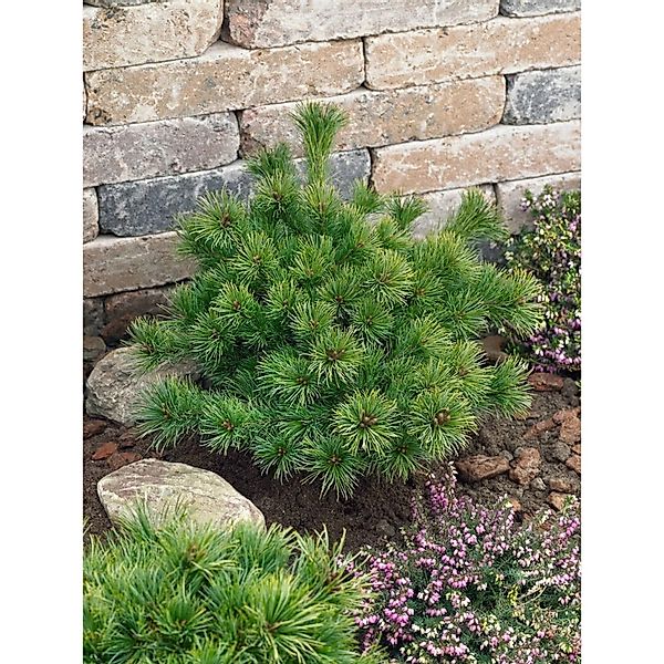 Pinus Parviflora Kiomatsu Japanische Kiefer 20–25 cm günstig online kaufen