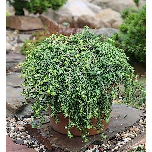 Kriech Hemlocktanne Coles Prostrate 30-40cm - Tsuga canadensis günstig online kaufen