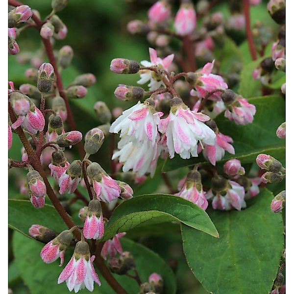 Gefüllter Sternchenstrauch 125-150cm - Deutzia scabra Plena günstig online kaufen