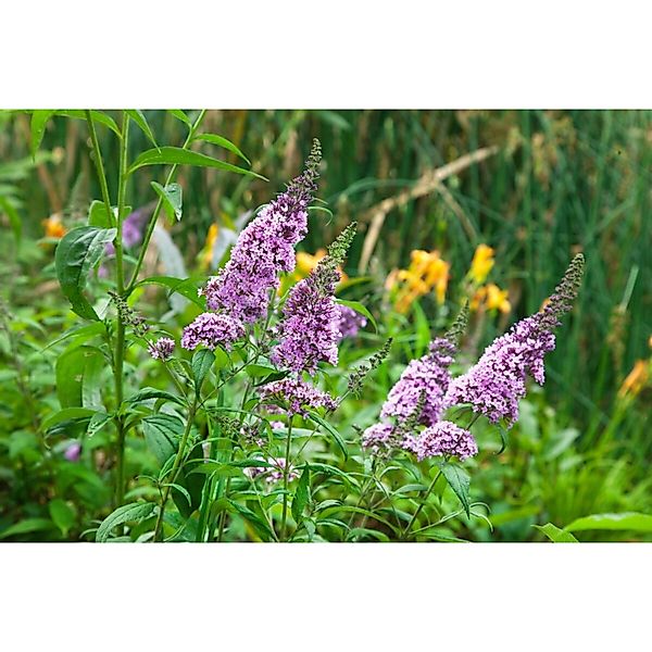 Buddleja Davidii Schmetterlingsstrauch 'Peacock' 40-60 cm günstig online kaufen