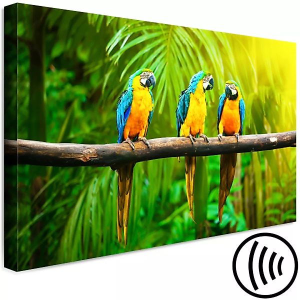Wandbild Parrot Trio (1 Part) Wide XXL günstig online kaufen
