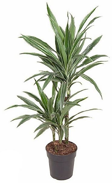 meinvipshop Zimmerpflanze Drachenbaum XXL 100cm Zimmerpflanze günstig online kaufen